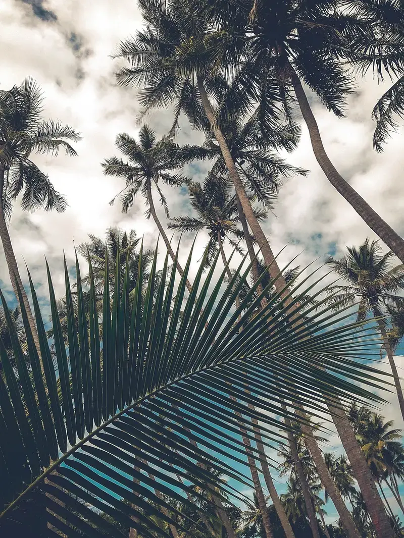 the complete guide to fractionated coconut oil uses
